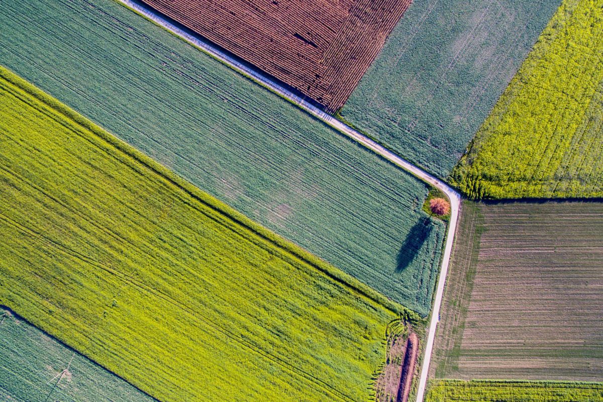 Vue aérienne des champs agricoles colorés avec des rangées de cultures